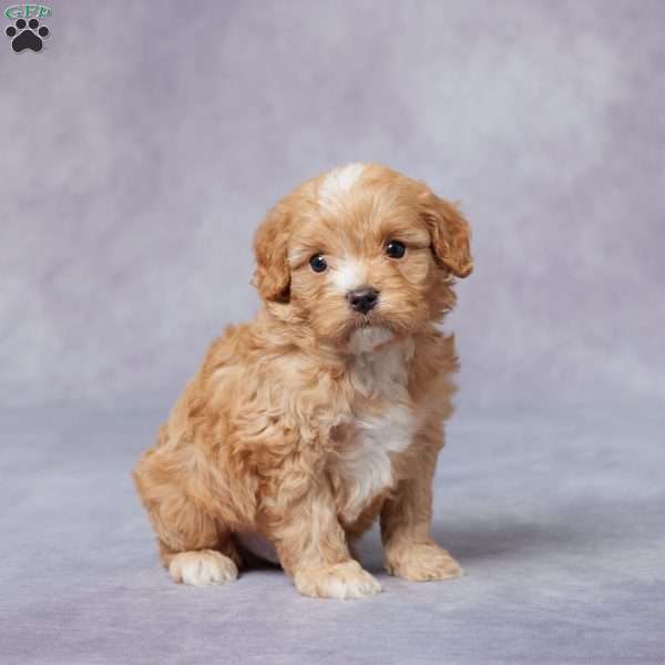 Arnie, Cavapoo Puppy